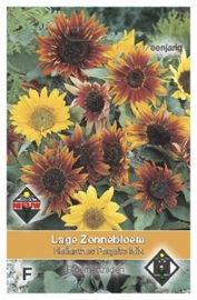 Helianthus Paquito Mix  Zonnebloem