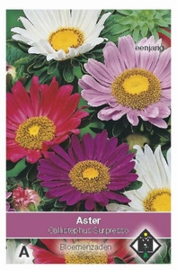 Callistephus Surpresso - Aster