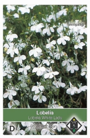Lobelia White Lady - Lobelia