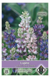 Lupinus Pixie Delight - Lupine