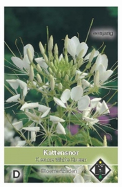 Cleome White Queen - Kattensnor