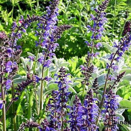 Salvia Victoria - Meelsalie