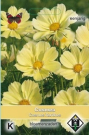 Cosmos Xanthos - Cosmea