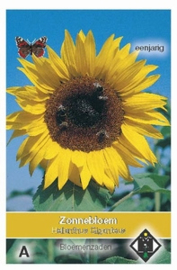 Helianthus Giganteus  Zonnebloem