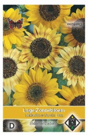 Helianthus Music Box  Zonnebloem