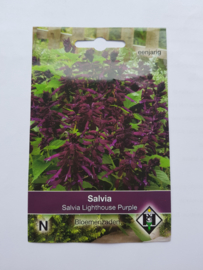 Salvia - Salvia Lighthouse Purple