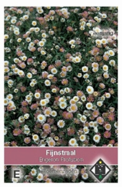 Erigeron karvinskianus Profusion - Fijnstraal