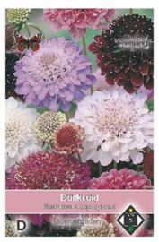 Scabiosa atropurpurea - Duifkruid