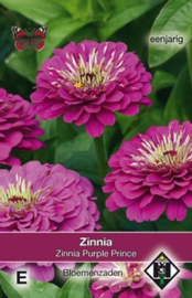 Zinnia Purple Prince