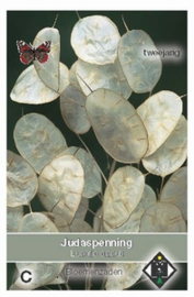 Lunaria annua - Judaspenning