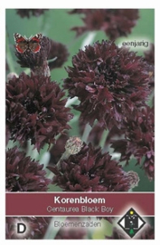 Centaurea Black Boy  Korenbloem zwart