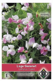 Lathyrus Cupid Siererwt Pronkboon Geurerwt