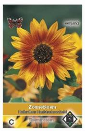 Helianthus Herfstschoonheid  Zonnebloem