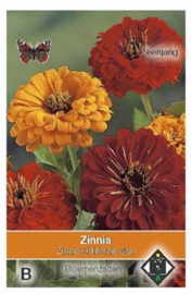 Zinnia elegans California Sun - Zinnia