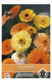 Calendula Fiesta Gitana - Goudsbloem