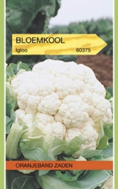 Bloemkool Igloo