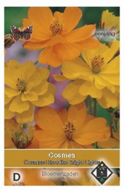 Cosmos Klondike Bright Lights