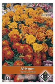 Tagetes patula nana Bonita - Afrikaan