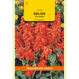 Salvia - Vuursalie Jansvuur
