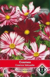 Cosmos Velouette - Cosmea