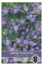 Nigella garidella Blue Stars - Juffertje in het Groen