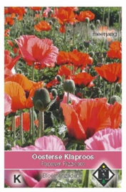 Papaver orientale Pizzicato - Oosterse Klaproos