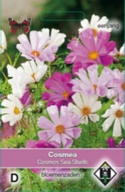 Cosmos Rosetta - Cosmea