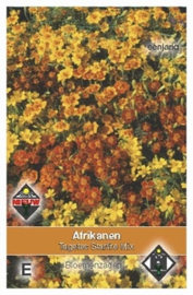 Tagetes tenuifolia Starfire Mix - Afrikaan