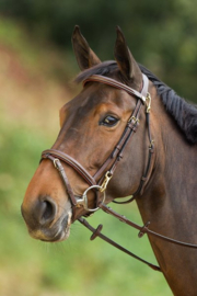 HFI Functional bridle