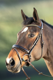 HFI Shiny bridle