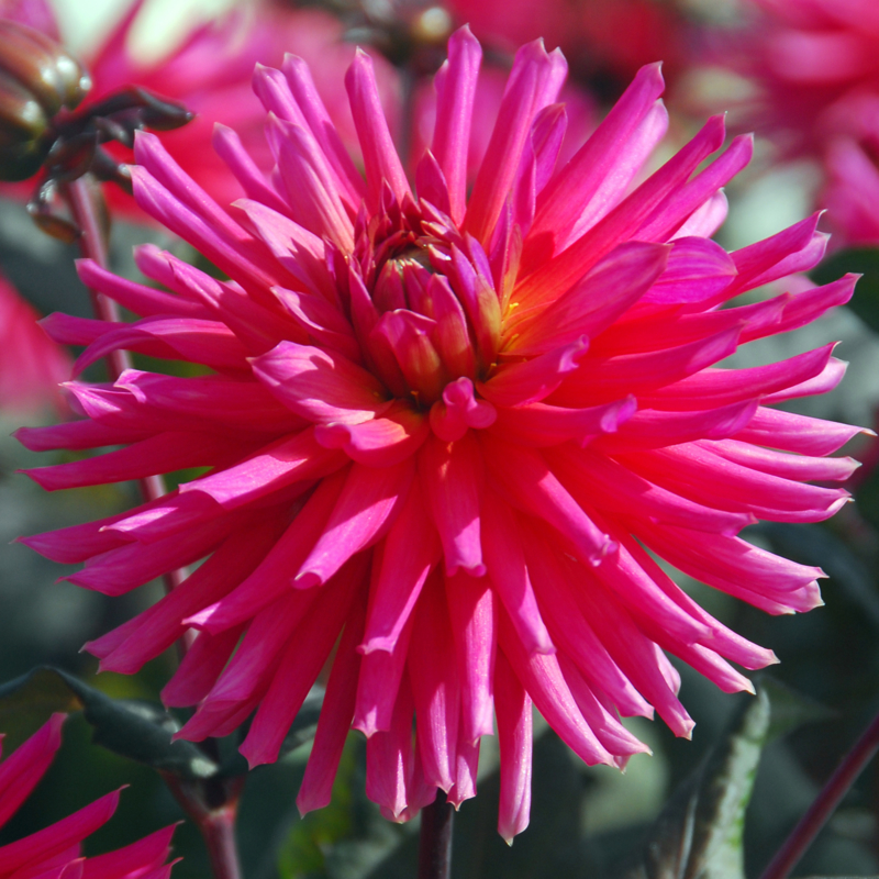 Cactus Dwarf Dahlie Dahlie | ich liebe dahlien ...