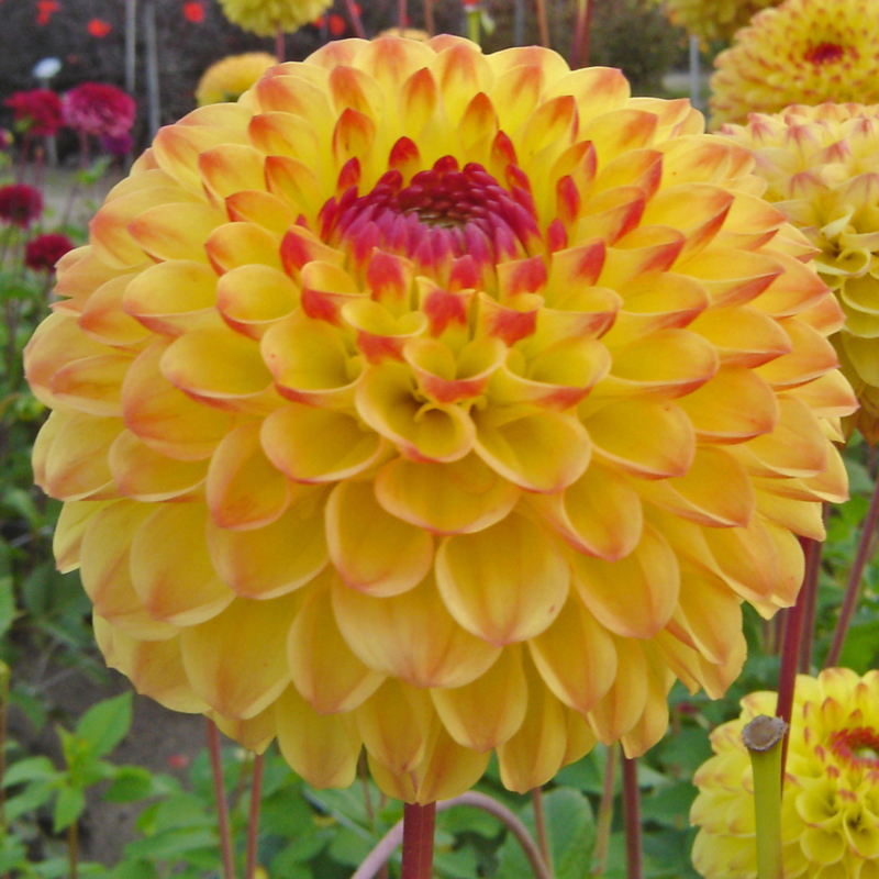 Dahlia Sunny Boy Ball ilovedahlia.nl