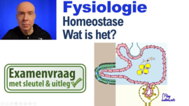 Homeostase: wat is het?