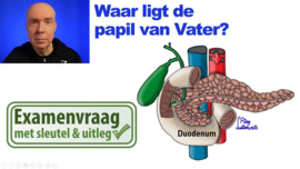 Papil van Vater: ligging