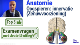 Oogspieren: Innervatie (zenuwvoorziening)