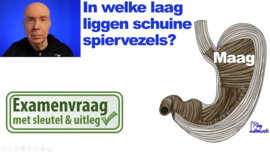 Maag: spieren