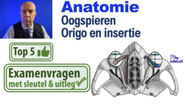 Oogspieren: Origo en insertie