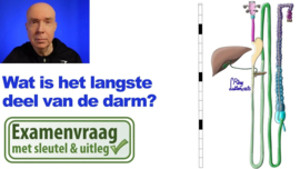 Darm: langste deel