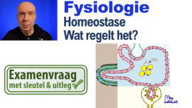 Homeostase: wat regelt het?