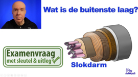 Slokdarm: opbouw