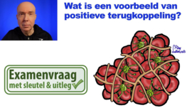 Positieve terugkoppeling: voorbeeld