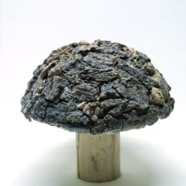 boomschors  paddenstoelen middel