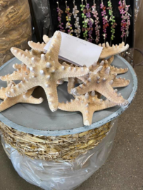 Philippine starfish 10-15 cm