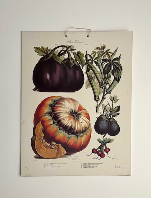 Poster bord met geschilderde plaat no 23 - 1871 Album Vilmorin