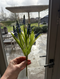 Blauwe druifjes tros