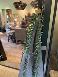 Senecoa groot 89 cm