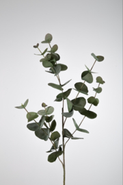 Eucalyptus klein - volle tak- 87cm