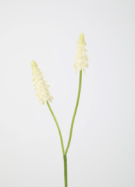 Muscari wit 45cm