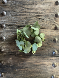 Eucalyptus krans xs