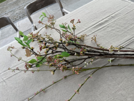 Spirea 95 cm